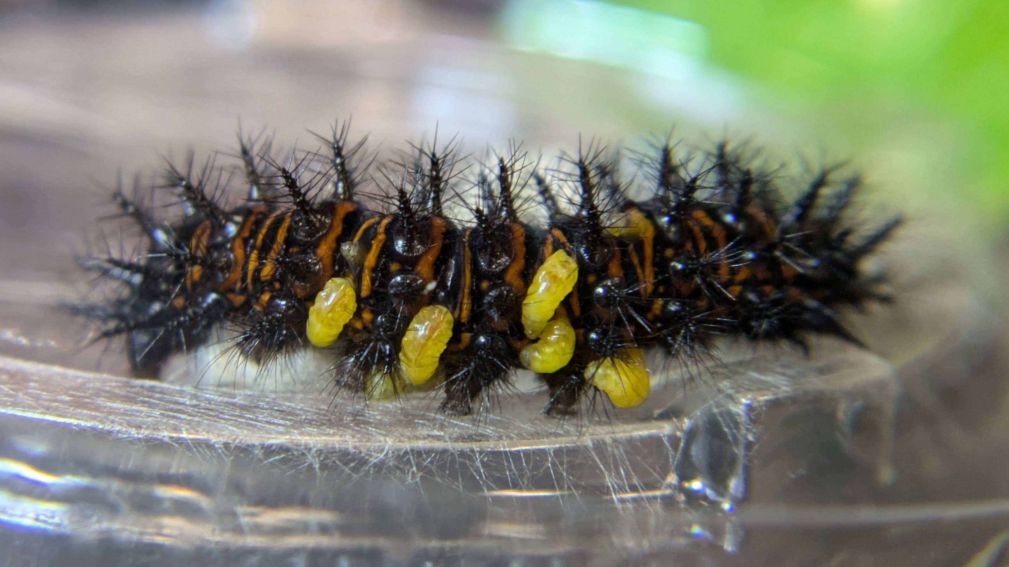 Cotesia parasitoid larvae emerging from caterpillar